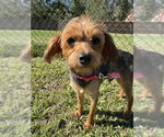 Small Photo #4 Mutt Puppy For Sale in Tarrytown, GA, USA
