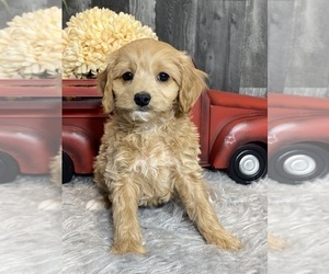 Cavalier King Charles Spaniel-Poovanese Mix Puppy for sale in CANOGA, NY, USA