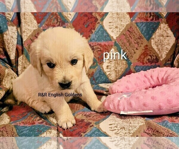 Medium Photo #9 English Cream Golden Retriever Puppy For Sale in BROWNSTOWN, MI, USA