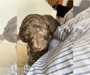 Double Doodle Puppy for sale in VACAVILLE, CA, USA