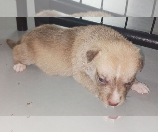 Medium Photo #16 Huskies -Unknown Mix Puppy For Sale in Chico, CA, USA