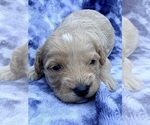 Puppy Puppy 8 Cavapoo (Miniature)