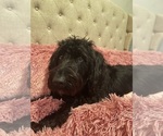 Small Photo #1 Labradoodle Puppy For Sale in WARNER ROBINS, GA, USA