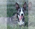 Small #4 Catahoula Leopard Dog-German Shepherd Dog Mix