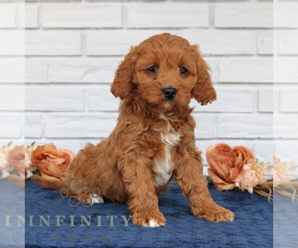Medium Photo #1 Cavapoo (Miniature) Puppy For Sale in NARVON, PA, USA
