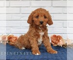 Small Cavapoo (Miniature)