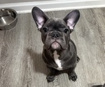 Small #4 French Bulldog