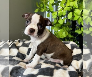 Boston Terrier Dog for Adoption in FRANKLIN, Indiana USA