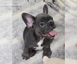 French Bulldog Puppy for sale in NORTH PORT, FL, USA