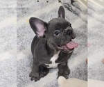 Small French Bulldog