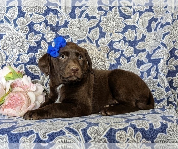 Medium Photo #4 Labrador Retriever Puppy For Sale in NEW FREEDOM, PA, USA