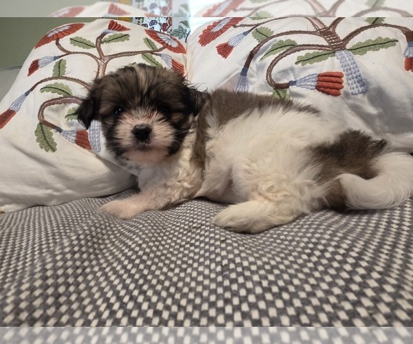 Medium Photo #6 Maltipom Puppy For Sale in HUDSON, MA, USA
