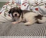 Small #5 Maltipom