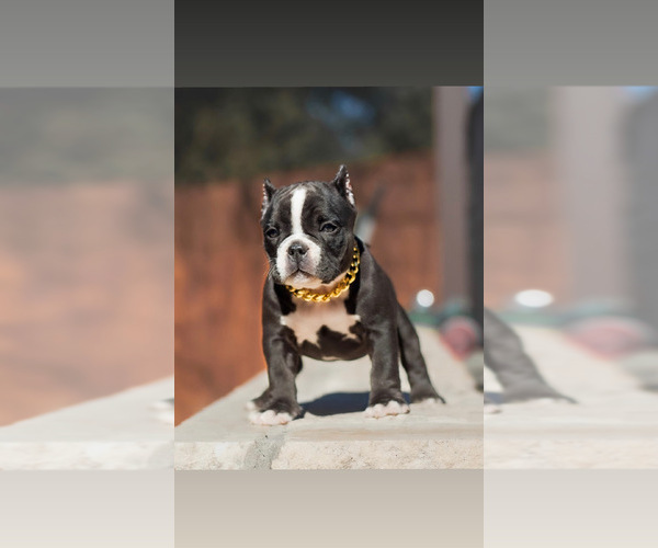 Full screen Photo #4 American Bully Puppy For Sale in SAN ANTONIO, TX, USA