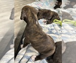 Small Photo #46 Boxer Puppy For Sale in RALEIGH, NC, USA