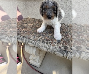 Medium Bernedoodle
