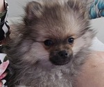 Small #4 Pomeranian