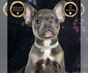 Medium French Bulldog