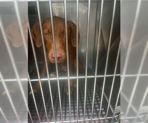 Redbone Coonhound Dogs for adoption in West Palm Beach, FL, USA