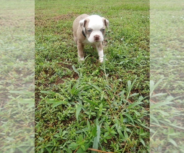 Medium Photo #5 Boston Terrier Puppy For Sale in LOXAHATCHEE, FL, USA