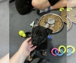 Small Photo #17 German Shepherd Dog Puppy For Sale in WEST POINT, VA, USA