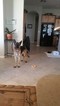 Small Photo #1 German Shepherd Dog Puppy For Sale in WITTMANN, AZ, USA