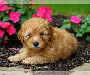 Poodle (Toy) Puppy for sale in FREDERICKSBG, OH, USA
