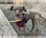 Small #2 Poodle (Miniature)