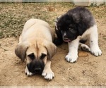 Small #14 Anatolian Shepherd