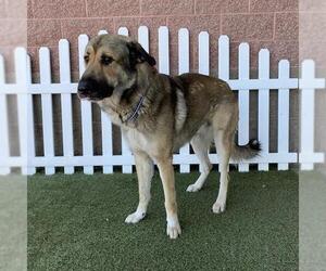 Anatolian Shepherd Dogs for adoption in Modesto, CA, USA