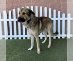 Small Anatolian Shepherd