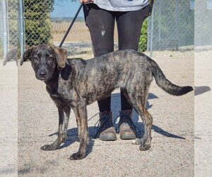 Axel - Male Plott Hound-Unknown Mix Dog for Adoption - Photo #3
