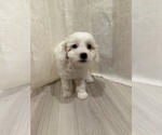 Puppy Brianna Goldendoodle mix (+ Poodle Toy)