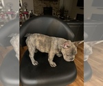Small Photo #4 French Bulldog Puppy For Sale in SOUTH HOLLAND, IL, USA