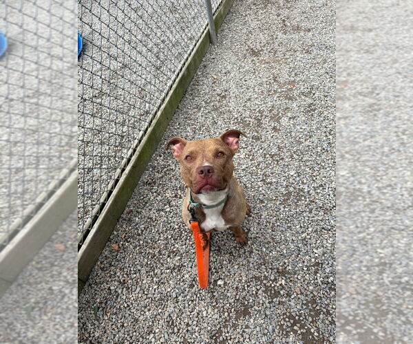 Medium Photo #2 American Staffordshire Terrier Puppy For Sale in Sayreville, NJ, NJ, USA