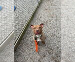 Small #1 American Staffordshire Terrier