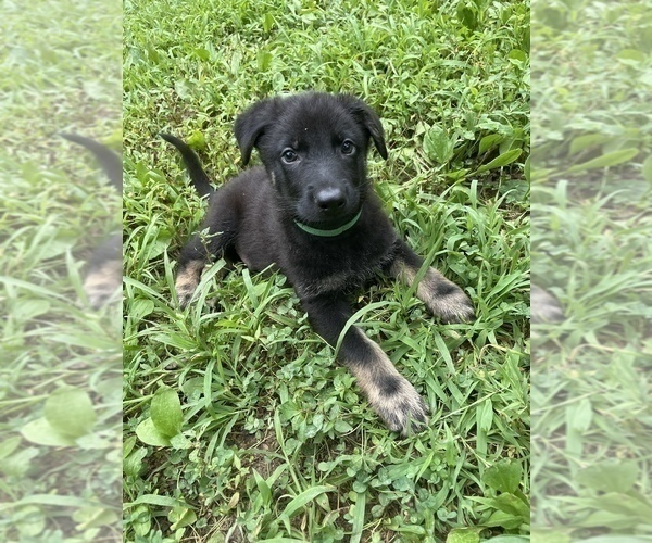 Medium Photo #1 German Shepherd Dog Puppy For Sale in WEST POINT, VA, USA