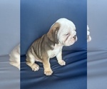 Small #6 English Bulldog