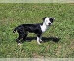 Small Pointer Mix