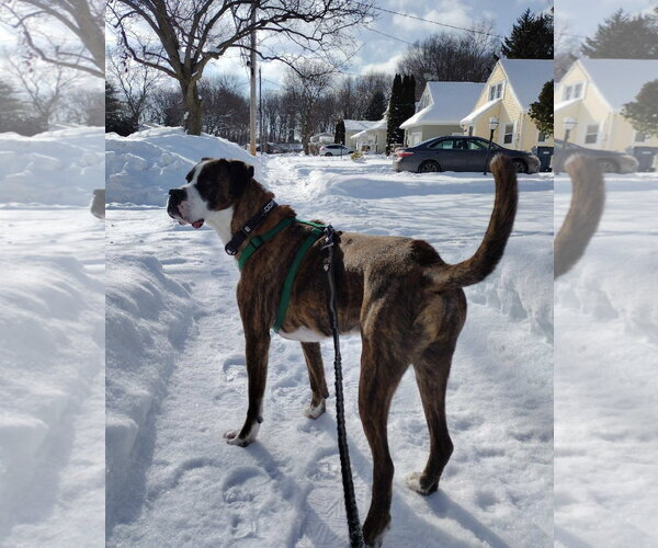 Medium Photo #1 Boxer-Unknown Mix Puppy For Sale in Rochester, NY, USA