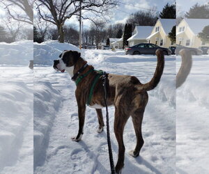 Boxer-Unknown Mix Dogs for adoption in Rochester, NY, USA