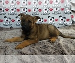 Small Photo #1 German Shepherd Dog Puppy For Sale in AVA, MO, USA