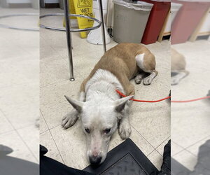 Australian Shepherd Dogs for adoption in Stockton, CA, USA