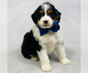 Miniature Bernedoodle Puppy for sale in ITASCA, TX, USA