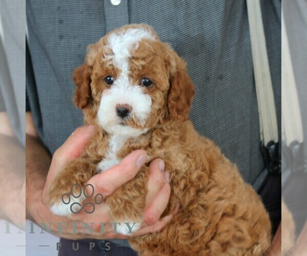 Medium Photo #3 Cavapoo Puppy For Sale in GORDONVILLE, PA, USA