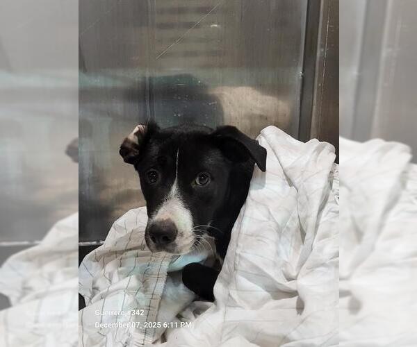 Medium Photo #1 Labrador Retriever-Unknown Mix Puppy For Sale in San Antonio, TX, USA