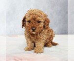 Puppy Flora Poodle (Toy)