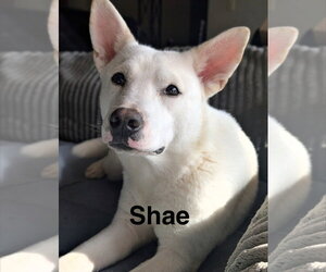 Australian Kelpie-Siberian Husky Mix Dogs for adoption in Topeka, KS, USA