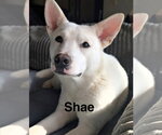 Small Australian Kelpie-Siberian Husky Mix