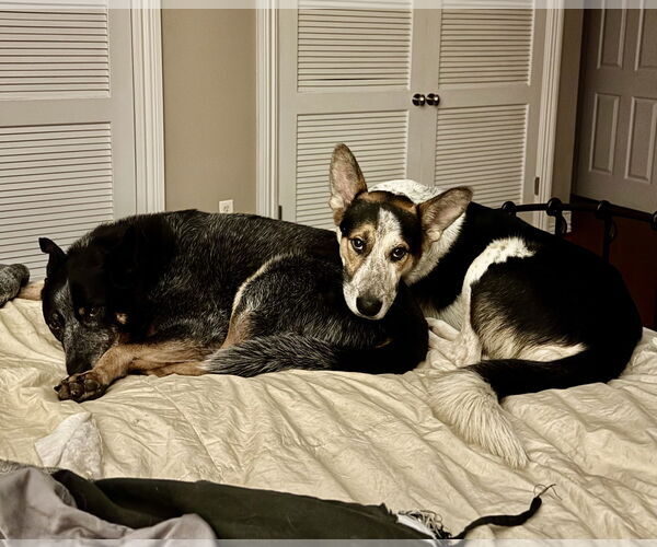 Medium Photo #5 Mutt Puppy For Sale in Garden City, NY, USA